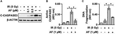 Auranofin, an Anti-rheumatic Gold Drug, Aggravates the Radiation-Induced Acute Intestinal Injury in Mice